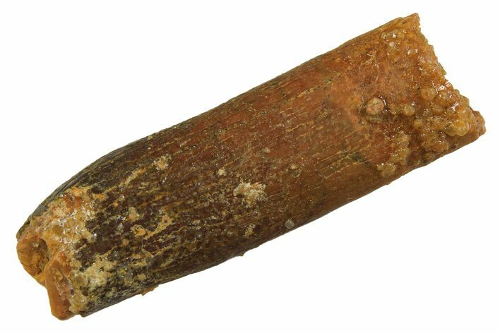 Fossil Sauropod Dinosaur (Titanosaur) Tooth - Morocco #298715